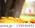 チューリップ畑に咲く　満開の春の花 139036492