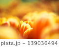 チューリップ畑に咲く　満開の春の花 139036494