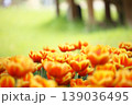 チューリップ畑に咲く　満開の春の花 139036495