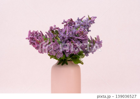 Corydalis in a vase 139036527