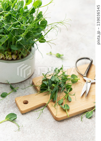 Harvesting fresh pea shoos microgreens for healthy eating Harvesting fresh pea shoos microgreens for healthy eating 139036545