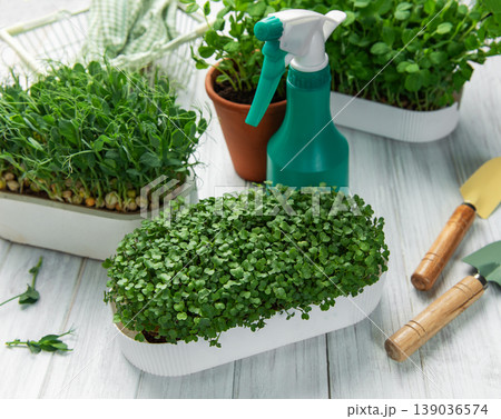 Growing fresh microgreens on white wooden table 139036574