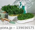 Growing fresh microgreens and seedlings for healthy eating 139036575