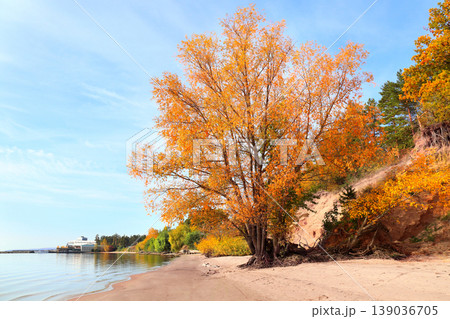 Calm fall season. Beautiful landscape with big tree on the sandy shore. Willow tree with yellow and orange leaves at the riverland in sunny day Calm fall season. Beautiful landscape with big tree on the sandy shore. Willow tree with yellow and orange leaves at the riverland in sunny day 139036705