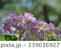 紫陽花 139036927