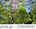 新緑 139036931