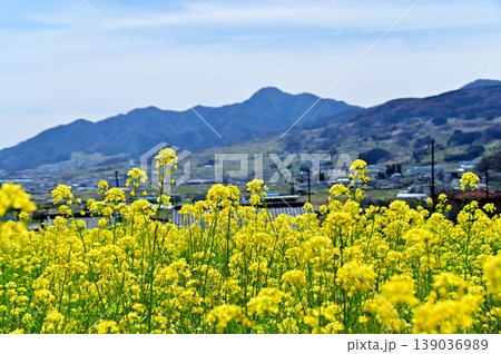 菜の花畑から眺める姨捨地区の春景色 139036989