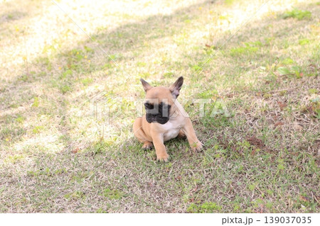 フレンチブルドッグ 139037035