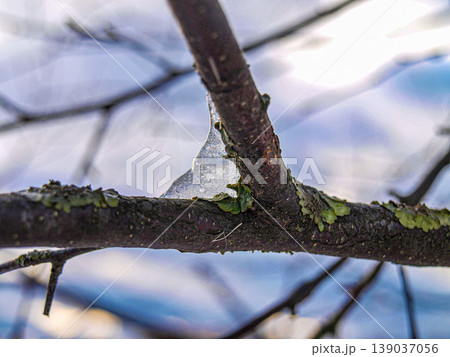 Detailed macro of an emerald mossy branch encrusted in frozen ice. Transparent crystal texture with light refraction and thawed water drops. Winter botanical study with deep moody atmosphere Detailed macro of an emerald mossy branch encrusted in frozen ice. Transparent crystal texture with light refraction and thawed water drops. Winter botanical study with deep moody atmosphere 139037056