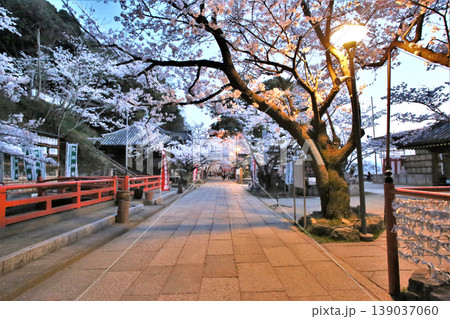 紀三井寺(護国院) 境内の桜 ライトアップ 和歌山市 紀三井寺(護国院) 境内の桜 ライトアップ 和歌山市 139037060