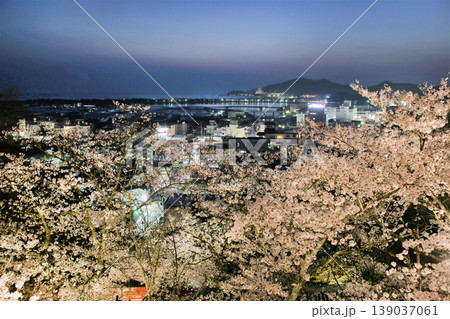 紀三井寺（護国院）境内の桜　ライトアップ　和歌浦方面を望む　和歌山市 139037061