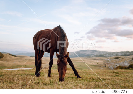 Beautiful horses grazing, eating grass in mountains. Mountain landscape and green meadows. Freedom. Beautiful horses grazing, eating grass in mountains. Mountain landscape and green meadows. Freedom. 139037252