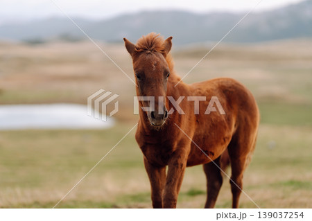 Beautiful horses grazing, eating grass in mountains. Mountain landscape and green meadows. Freedom. Beautiful horses grazing, eating grass in mountains. Mountain landscape and green meadows. Freedom. 139037254