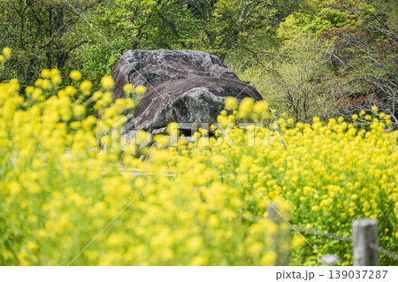 石舞台古墳 展望台からの菜の花越しの眺め 奈良県明日香村 石舞台古墳 展望台からの菜の花越しの眺め 奈良県明日香村 139037287