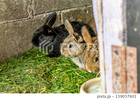 Baby rabbits in a rabbit hutch, cuniculus Baby rabbits in a rabbit hutch, cuniculus 139037601
