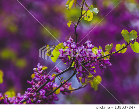 purple flowers in the nature purple flowers in the nature 139037847