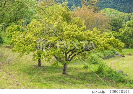 石舞台古墳芝生広場　奈良県明日香村 139038192