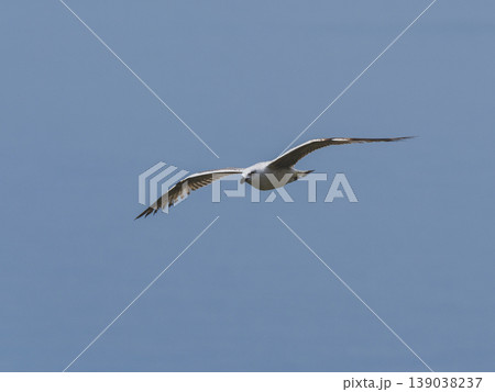 seagull flying beautiful blue sky seagull flying beautiful blue sky 139038237