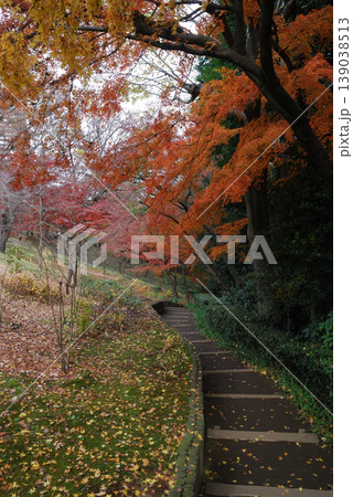 秋の六義園、紅葉をくぐる 秋の六義園、紅葉をくぐる 139038513