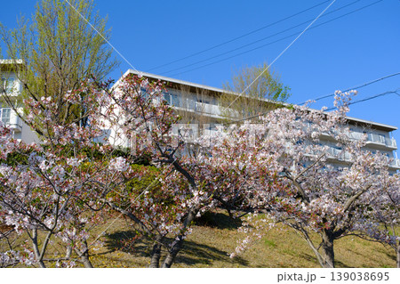 団地の満開の桜 139038695