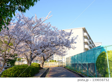 団地の満開の桜 139038732