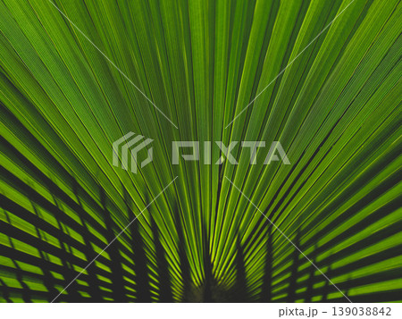 palm tree leaf background palm tree leaf background 139038842
