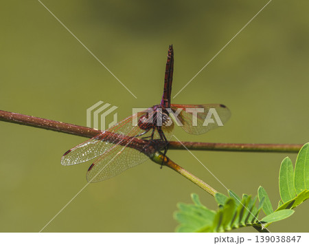 red dragonfly in the forest 139038847