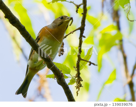 新緑の枝で虫をくわえるアトリのメス 春の野鳥写真 新緑の枝で虫をくわえるアトリのメス 春の野鳥写真 139039076