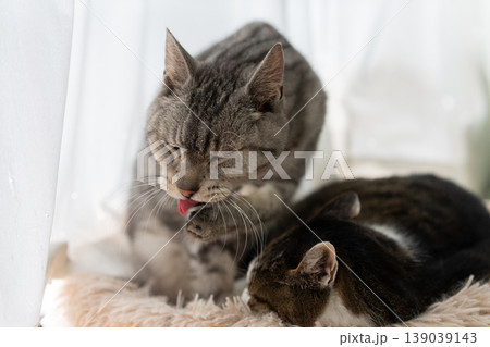 くつろぐ二匹の猫 キジトラ・サバトラ猫 くつろぐ二匹の猫 キジトラ・サバトラ猫 139039143