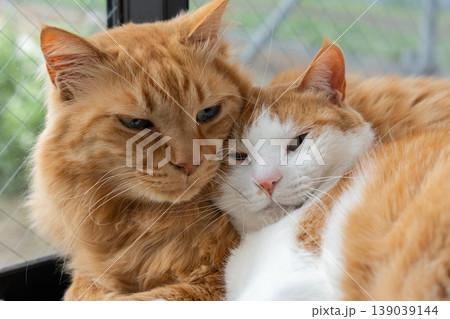 窓辺でくつろぐ二匹の猫 窓辺でくつろぐ二匹の猫 139039144