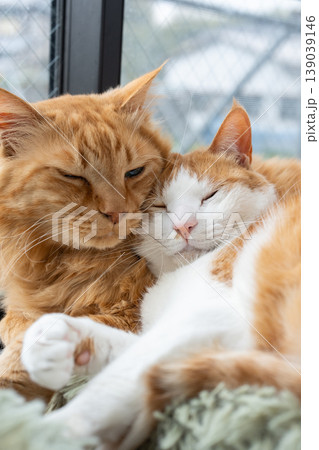 窓辺でくつろぐ二匹の猫 139039146