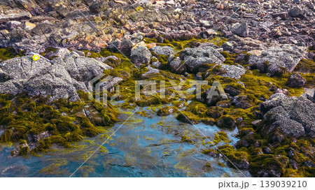 April 19 2026 Port Shelter Rocky Intertidal Coastal Shore 139039210
