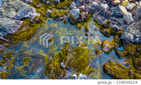April 19 2026 the Port Shelter Intertidal Rocky Shore 139039224