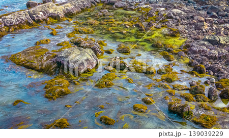 April 19 2026 the Port Shelter Intertidal Rocky Shore April 19 2026 the Port Shelter Intertidal Rocky Shore 139039229