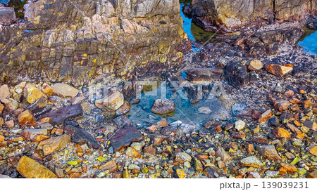 April 19 2026 Port Shelter Intertidal Rock Pool Details 139039231