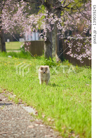 春の桜満開の公園で楽しく遊んでいる可愛いポメラニアンの子犬の姿 春の桜満開の公園で楽しく遊んでいる可愛いポメラニアンの子犬の姿 139039245