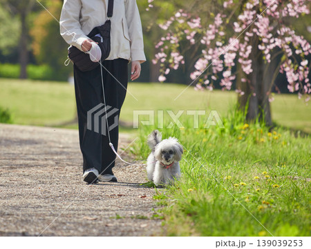 春の桜満開の公園で犬を連れて花見する中年女性の姿 139039253