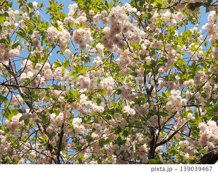 八重桜 一葉 八重桜 一葉 139039467