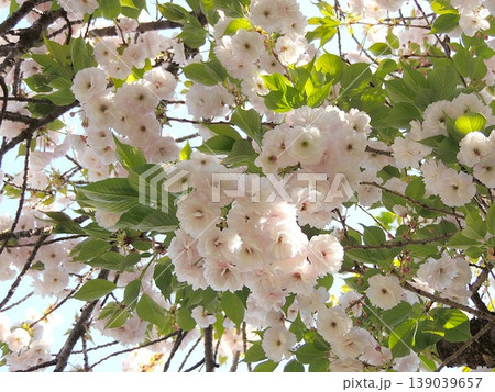 八重桜 一葉 八重桜 一葉 139039657