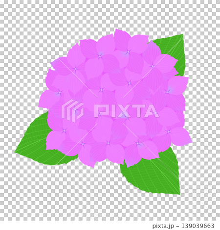 繡球花的插圖 繡球花的插圖 139039663