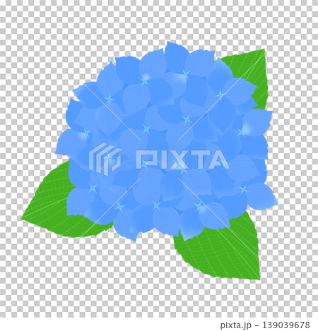 繡球花的插圖 繡球花的插圖 139039678