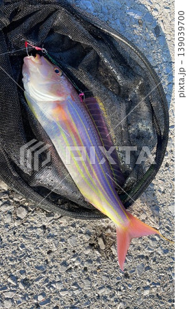 ジグの釣りで釣れた高級魚イトヨリ ジグの釣りで釣れた高級魚イトヨリ 139039700
