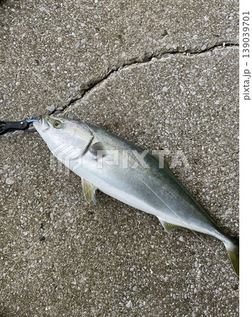 ジグの釣りで釣れたいいサイズのハマチ 139039701