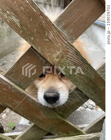 木製の柵の中からこちらの様子を伺う犬 139039702