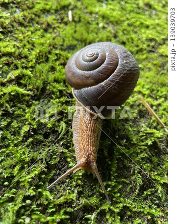 苔の上を進む大きなカタツムリ 苔の上を進む大きなカタツムリ 139039703