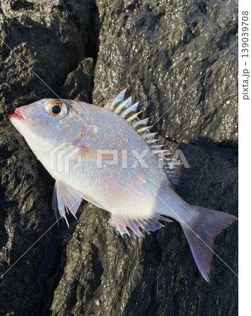 太陽の光に輝く釣れた小さな鯛 太陽の光に輝く釣れた小さな鯛 139039708