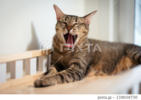 tabby cat yawning on a modern wooden cat climber, cat tree tower tabby cat yawning on a modern wooden cat climber, cat tree tower 139039730