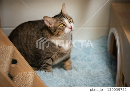 tabby cat resting on a modern wooden cat climber, cat tree tower tabby cat resting on a modern wooden cat climber, cat tree tower 139039732