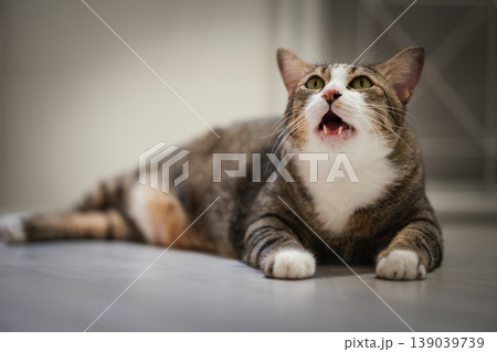 tabby cat with mouth open looking up while lying on the floor at home tabby cat with mouth open looking up while lying on the floor at home 139039739