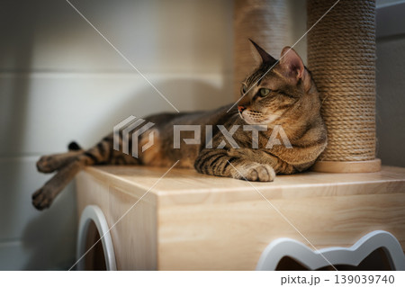 tabby cat resting on a modern wooden cat climber, cat tree tower tabby cat resting on a modern wooden cat climber, cat tree tower 139039740